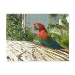 Parrot in Paradise Postcards