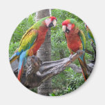 Parrot Magnet