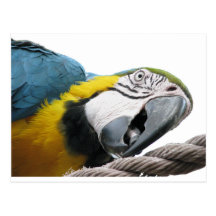 Parrot On Rope Postcards