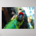 Parrot painting posters