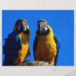 Parrot pair custom flyer