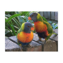 Parrot Pals Postcard