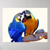 Parrot Passion, part of 2-- poster
