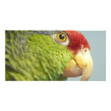 parrot photo card template