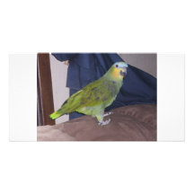 Parrot Picture Card