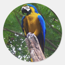 Parrot Pose $4.95 Round Sticker