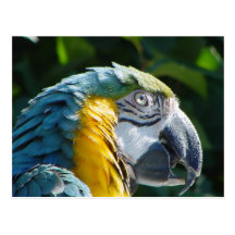 Parrot Postcard