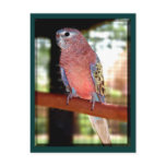 parrot postcards