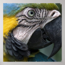 Parrot Print