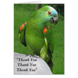 Parrot Thank You Greeting Cards
