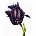 Parrot Tulip Bud photo sculptures