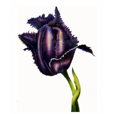 Parrot Tulip Bud Tee Shirts by artbyjolyn