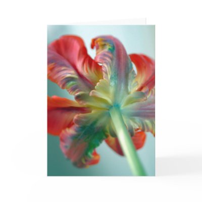 parrot tulip card by fleurdujour
