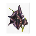 Parrot Tulip Post Card postcards