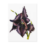Parrot Tulip Post Card postcards