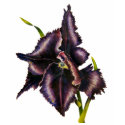 Parrot Tulip T-shirt