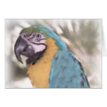 Parrot Watercolor Card