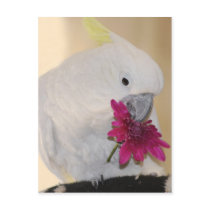 Parrot with he loves me he loves me not post card