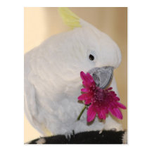 Parrot with he loves me he loves me not post card