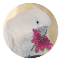 Parrot with he loves me he loves me not round stickers