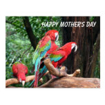 Parrots Happy Mather's Day Postcard
