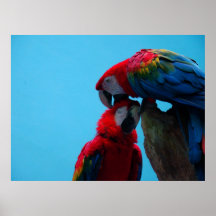Parrots in the zoo posters
