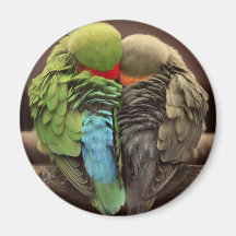 parrots magnet
