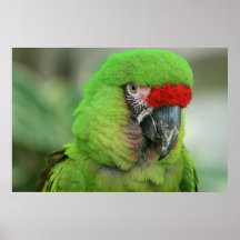 Parrots of the Caribbean Part Two Print