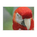 Parrots of the Caribbean postcards