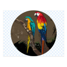 Parrots Post Cards