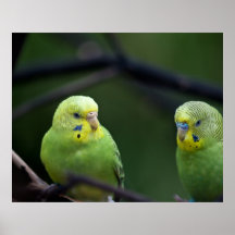 Parrots Poster