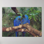 parrots poster