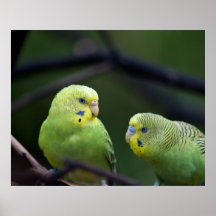 Parrots Posters