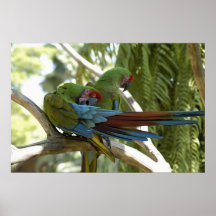 Parrots Print