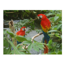 Parrots - scarlette macaw post cards
