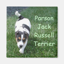 Parson Jack Russell Terrier Refrigerator Magnets