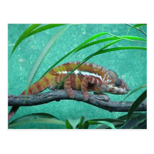 "Parson's Chameleon" Postcard
