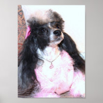 Parti Poodle Princess in Pink Print