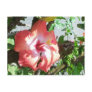 Partial Shade Postcard