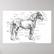 Parties du cheval posters