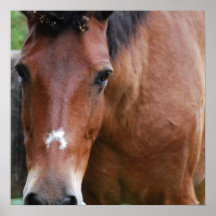 Paso Fino Horse Poster