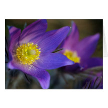 Pasque-fleur bleue cartes de vœux