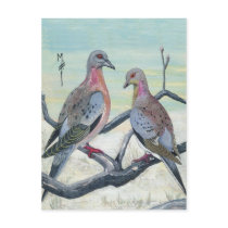 Passenger Pigeons Post Cards