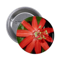 Passiflora antioquensis flowers pins