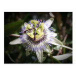passiflora,flower, mylifeisart cartes postales