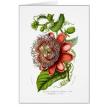 Passiflora quadrangularis decaisneana cards
