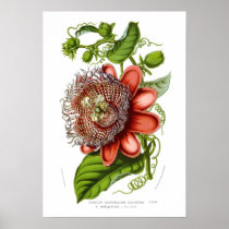Passiflora quadrangularis decaisneana posters