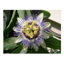 Passion Flower Postcard
