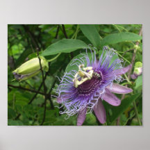 Passion Flower Poster