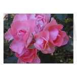 Passionate Kisses rose cards